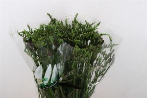 FREESIA BORDEAUX 56